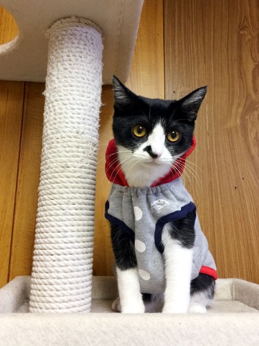 Mr Ms パーカー 猫々