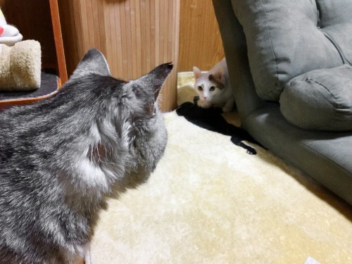 くっちゃね : 猫々