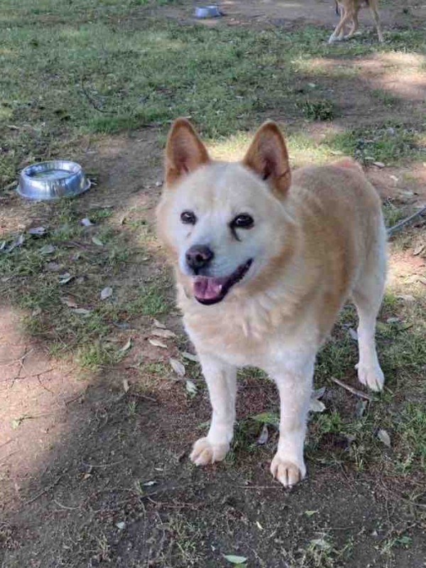 センターに最後まで残っていたホタテくん Life Of Dog 一緒がいいね センターに最後まで残っていたホタテくん Life Of Dog 一緒がいいね