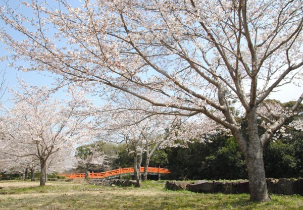 桜開花情報 日本共産党 豊後高田市議会議員 大石忠昭の情熱ブログ