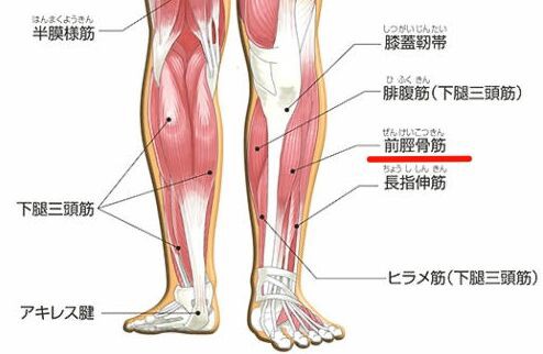 ハーレーはデブに優しい ハレときどきｂｍ