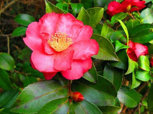 椿の花 : 七転納豆