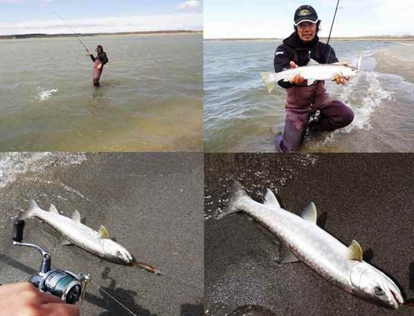 十勝川のアメマス 神谷悠山さん 菅原正志の 世田谷漁報