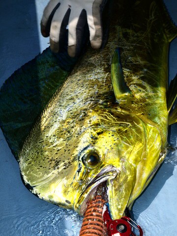 大漁企画 シイラ釣り大会 in 西伊豆 2012 マヒマヒだぜ ワイルドだろ 菅原正志の 世田谷漁報 大漁企画 シイラ釣り大会 in 西伊豆 2012 マヒマヒだぜ ワイルドだろ 菅原正志の 世田谷漁報
