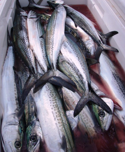 サワラのミノー キャスティング 新潟東港 菅原正志の 世田谷漁報