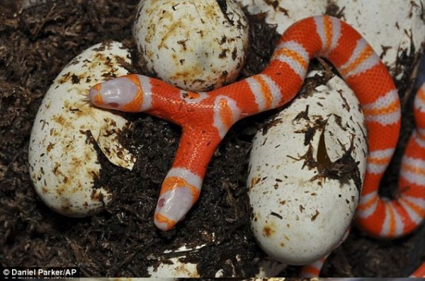 赤と白のシマシマ 双頭のヘビがキモ可愛い はるぼーど