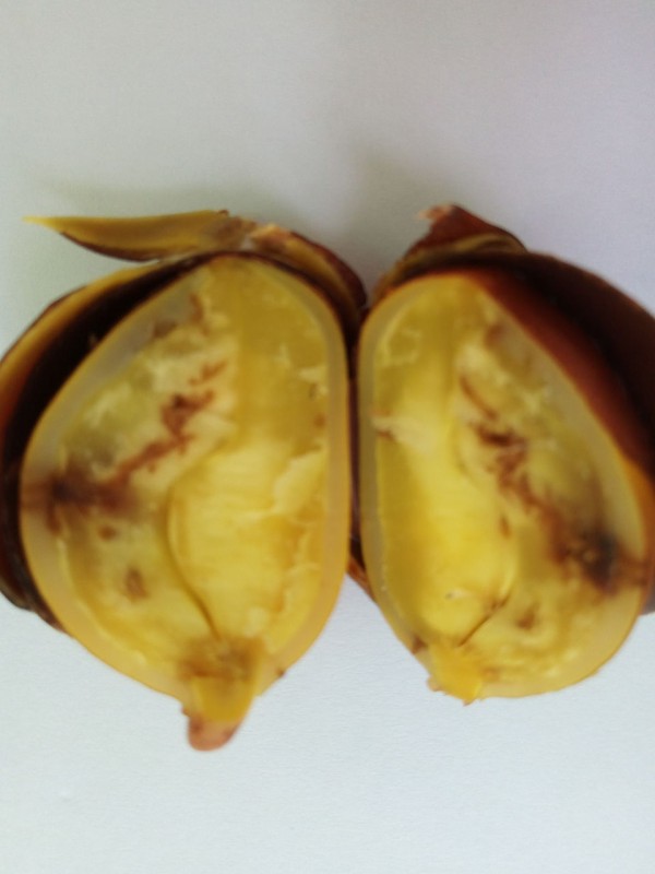 なんじゃこりゃなフルーツみ～つけた～ピンポンの木の実 : 台湾