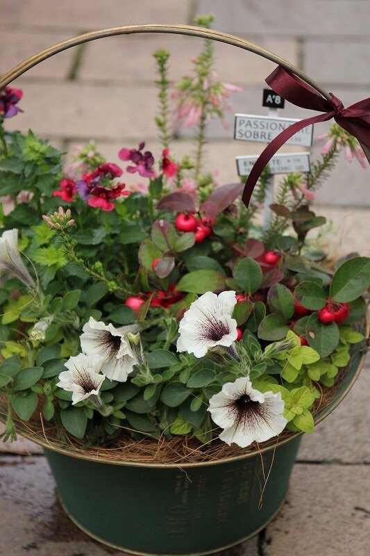 冬の寄せ植え 参考になればうれしいです 大洋グリーンブログ