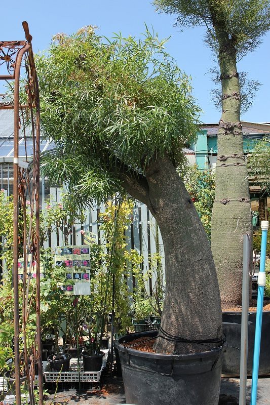 ボトルツリー　大株 またまたボトルツリーがやって来ました♪ : 大洋グリーンブログ