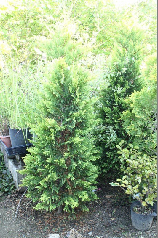 コニファー色々紹介 大洋グリーンブログ