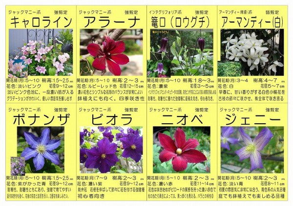 クレマチス37種類150本入荷 O メイキング寄せ植え 大洋グリーンブログ