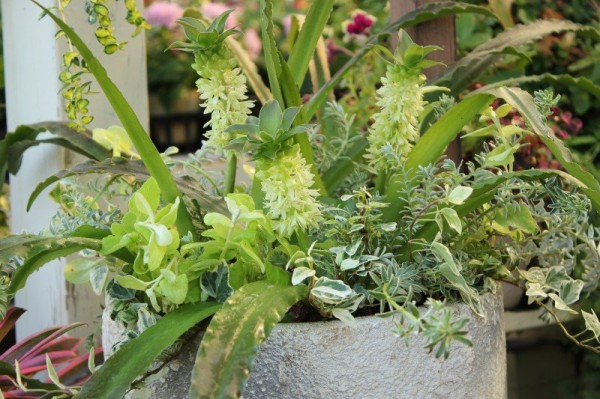 パイナップルリリー ユーコミス が咲いてました O 大洋グリーンブログ