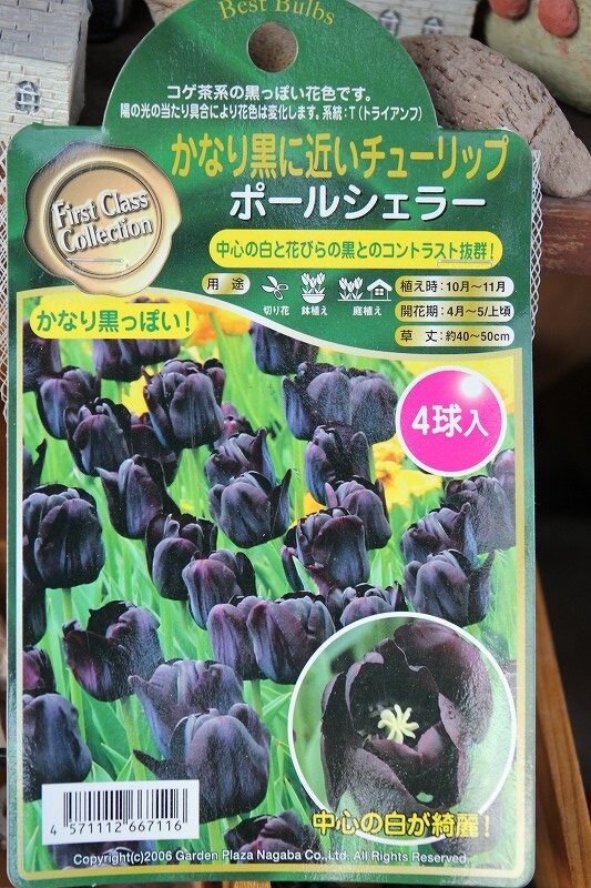 可愛い球根たち チューリップ 水仙 大洋グリーンブログ