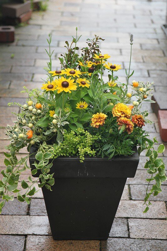 大鉢の寄せ植え！！ボリュームがすごい～～～ : 大洋グリーンブログ