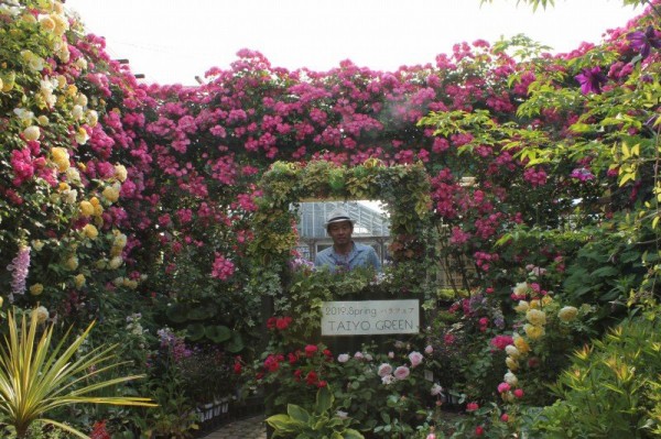 アンジェラ満開の中 迎えたローズマルシェ3日目 大洋グリーンブログ