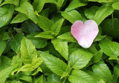 葉っぱの不思議な世界 : 大洋グリーンブログ