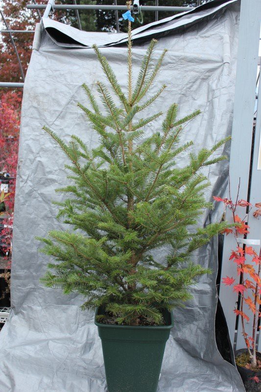 クリスマスツリー コニファーも９種類入荷 O 大洋グリーンブログ