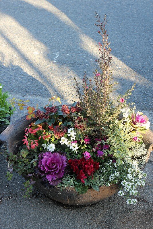 お正月ぴったりオススメ寄せ植え 大洋グリーンブログ