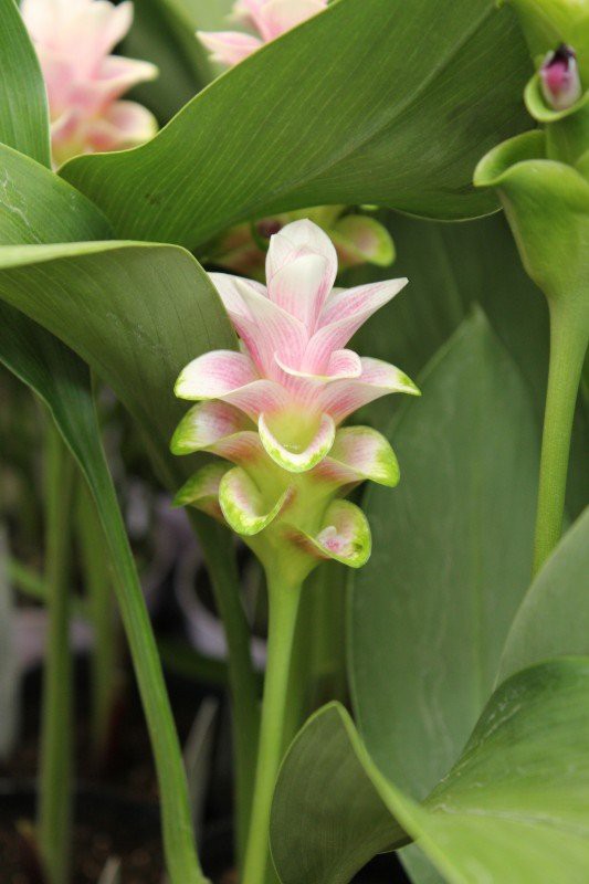 ショウガ科 クルクマの花 夏の花寄せ植え 大洋グリーンブログ