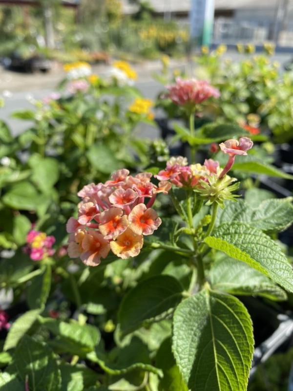 ランタナ サギナ スブラタ シレネ ユニフローラ バリエガータ マリーゴールド レモン レプトスペルマム ウィルソンズホワイト バンクシア スピヌロサ ヘアピン 大洋グリーンブログ