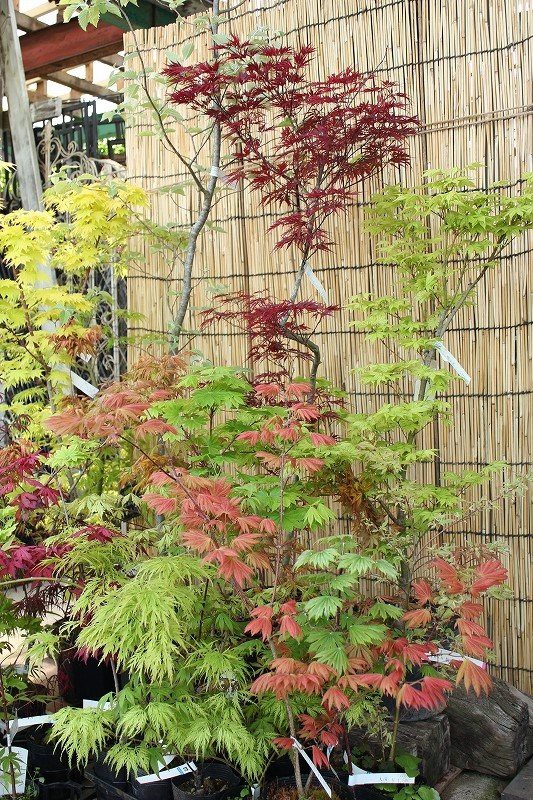 九州一のモミジ取揃え(^^)/芽吹き始まりました＼(^o^)／ : 大洋