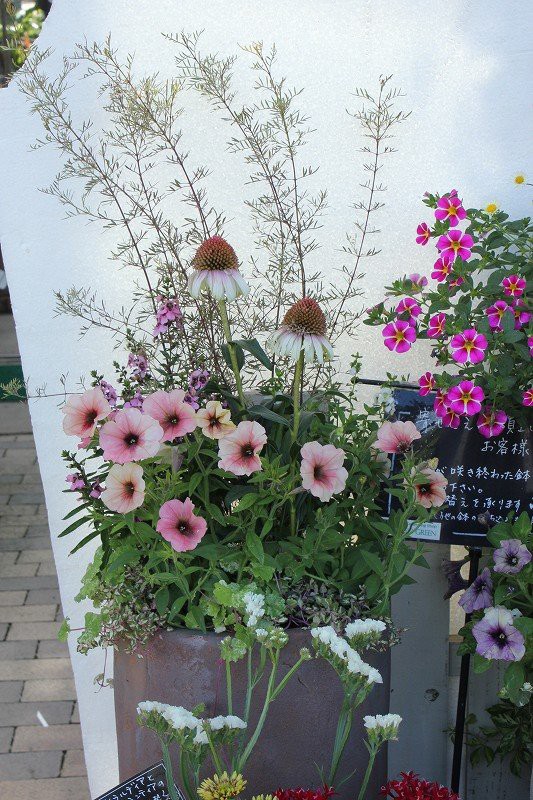 宿根バーベナオフィキナリス ハンプトン 観葉ギフト 大洋グリーンブログ