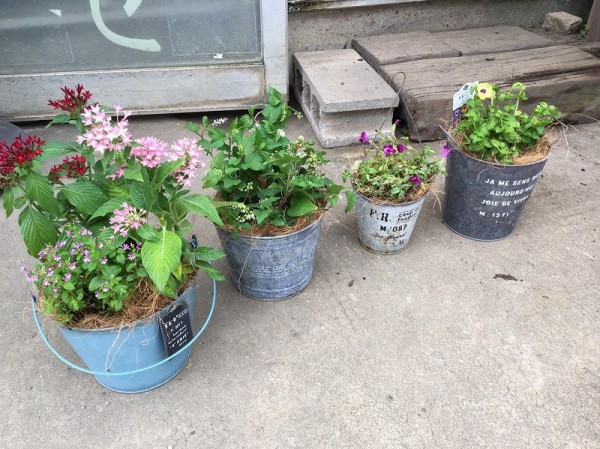 ブリキ鉢の寄せ植え お客様ご注文 大洋グリーンブログ