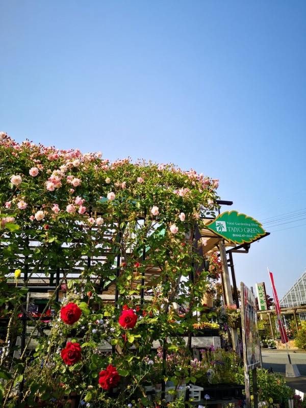バラが咲いています 大洋グリーンブログ