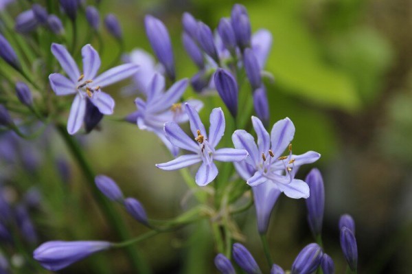 夏らしい爽やかな寄せ植え 大洋グリーンブログ