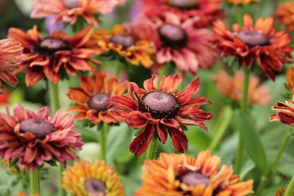 ルドベキア ルビールビー 花色が素敵すぎる 大洋グリーンブログ