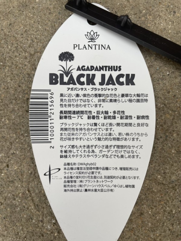 アガパンサス ブラックジャックのご紹介🎩♥ : 大洋グリーンブログ