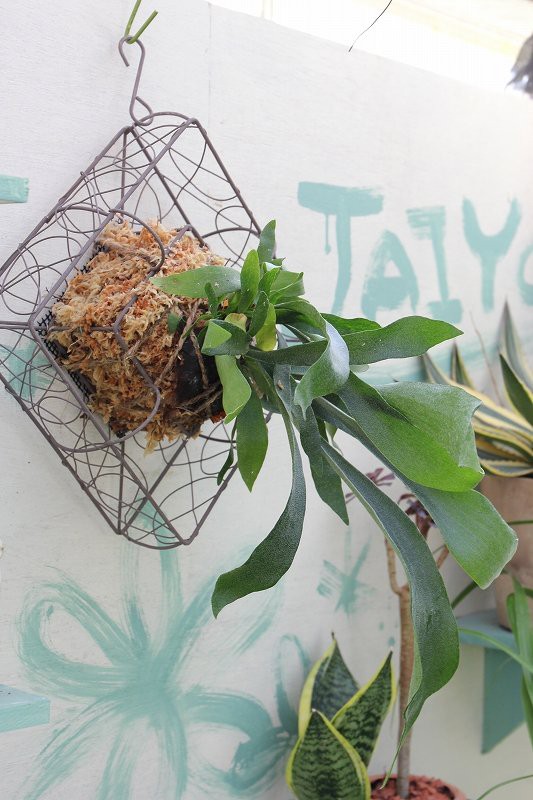 ボトルツリー　ミドルサイズ 2023年限定生産 ボトル 】クリスマス ツリー型ボトル ロゼワイン