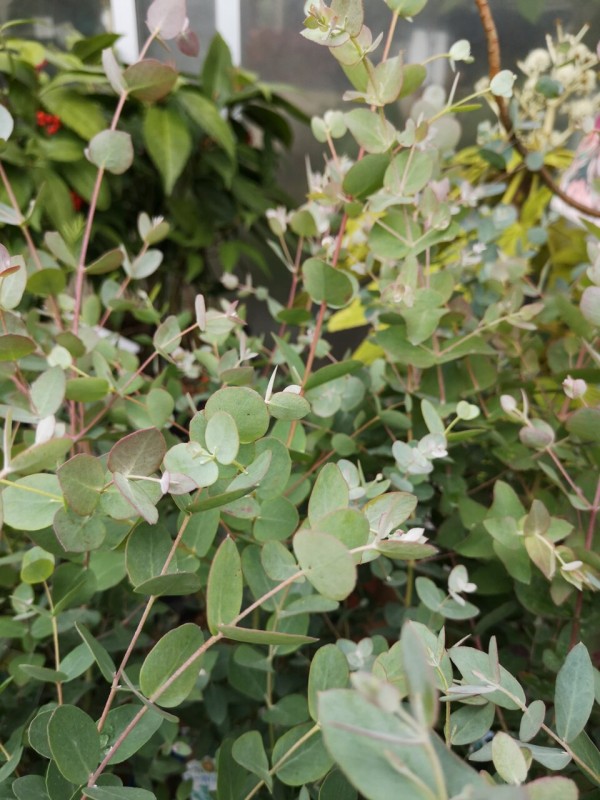 ネモフィラ プラチナスカイ プロテア再入荷 大洋グリーンブログ