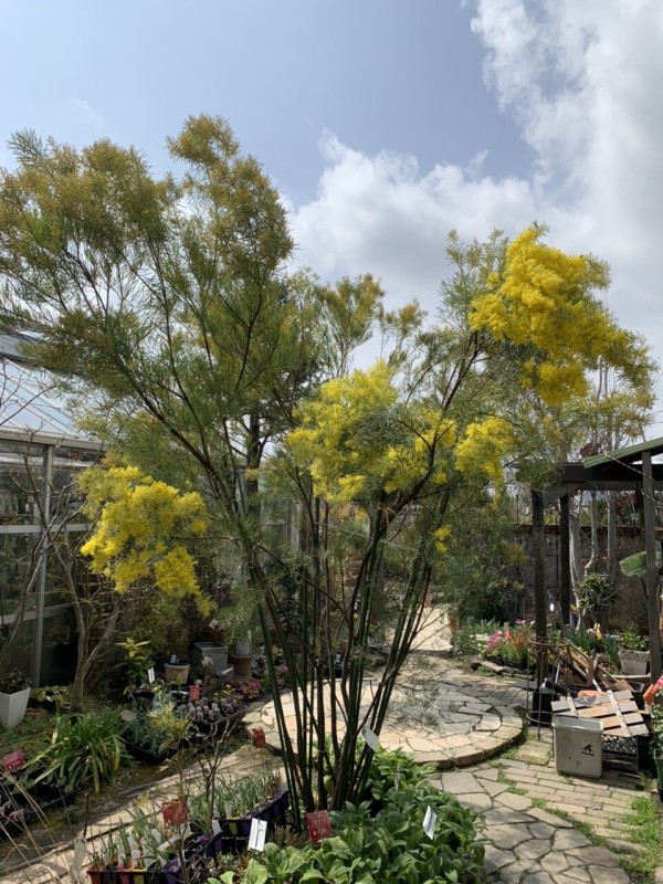 ロータス 庭桜 岩つつじ ポポー ダイアンサス : 大洋グリーンブログ