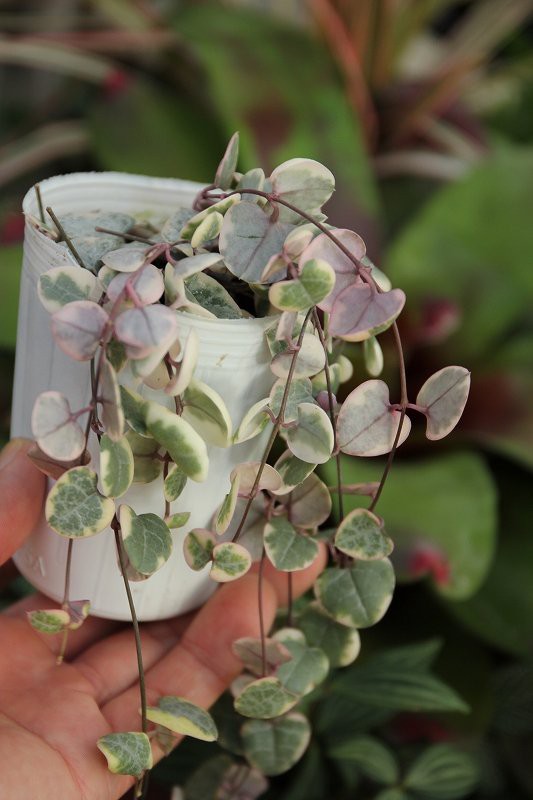 観葉ホヤ ペペロミア真亜子とウグニ チリグァバ 入荷 O 大洋グリーンブログ