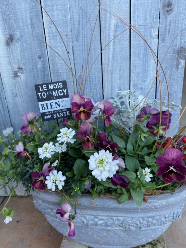 金魚草 ブロンズドラゴン ネモフィラ ブルー 斑入り ビナンカズラ オキザリス 桃の輝き 大洋グリーンブログ