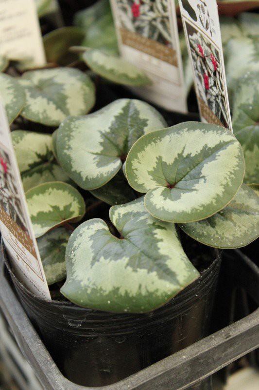 原種シクラメン コウム 2種類 大洋グリーンブログ