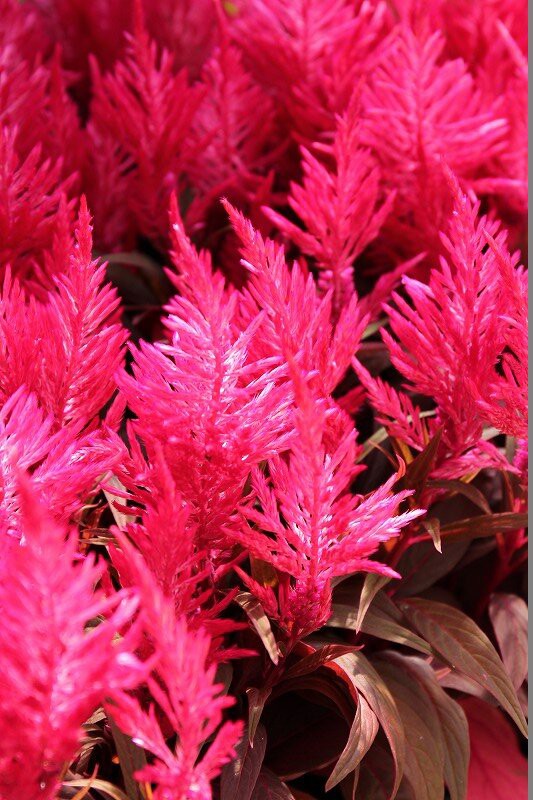 秋らしい寄せ植え 花壇に植替えませんか 大洋グリーンブログ