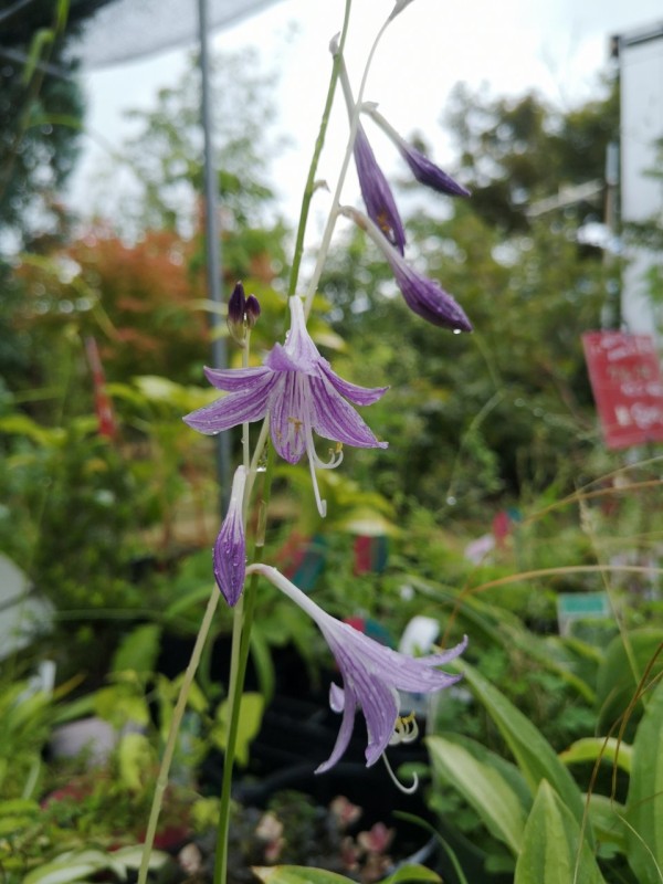 おしゃれな植木類 大洋グリーンブログ