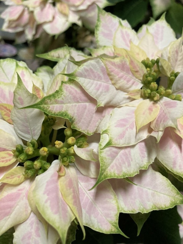 サボテン紹介 月影丸 白星 カルメナエ 高砂 般若 金手毬 大洋グリーンブログ