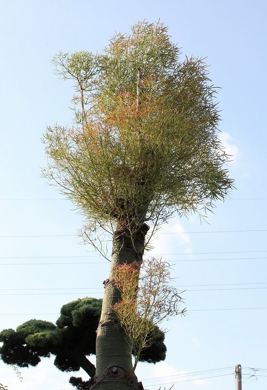 ボトルツリーお手頃サイズ入荷♪ : 大洋グリーンブログ