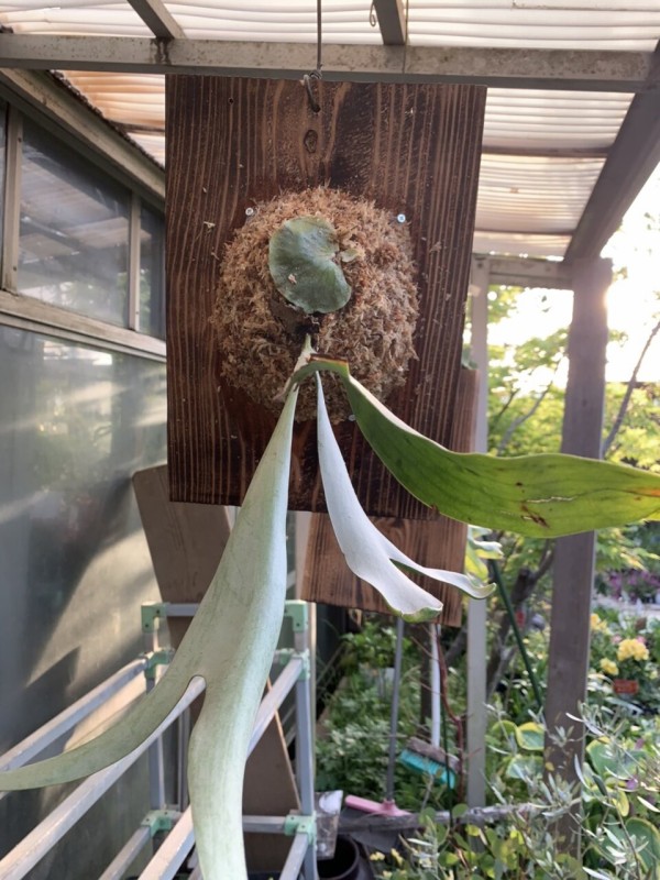 エビヅル エバーフレッシュ ジャカランダ カリブラコア 大洋グリーンブログ