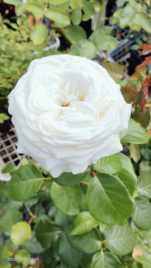 白バラ特集 大洋グリーンブログ