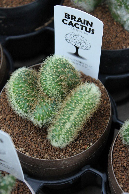 大好評です 脳サボテンの苗 親株 または 種１５個 レア Brain Cactus 成長するにしたがってどんどん頭のしわが増えていきます Www iwearparts Com