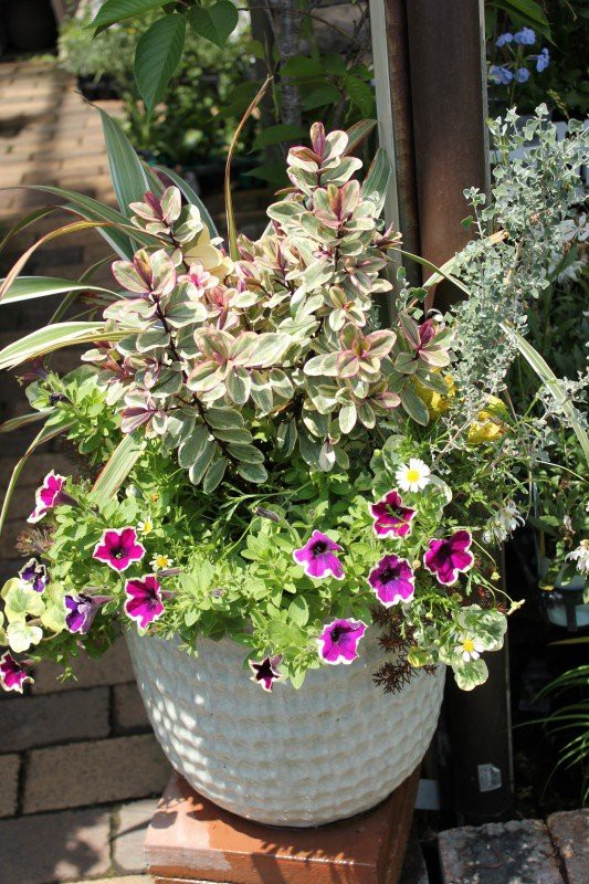 あじさい 水色の恋 万華鏡 寄せ植えオンパレ 大洋グリーンブログ