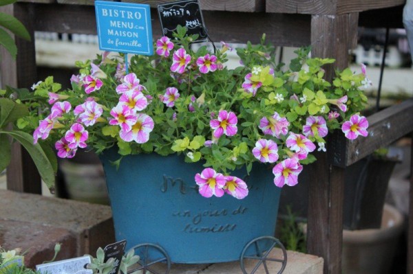 ジキタリス イルミネーション ネペタ ネルボーサ 他 入荷情報 大洋グリーンブログ