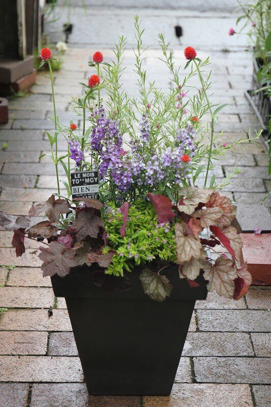 大鉢の寄せ植え！！ボリュームがすごい～～～ : 大洋グリーンブログ