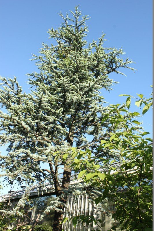 コニファー色々紹介 大洋グリーンブログ