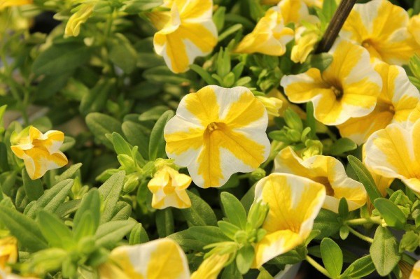 春のもみじまつり＼(^o^)／斑入りタイプ編 : 大洋グリーンブログ