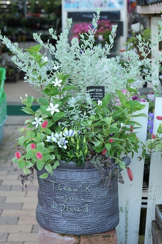 秋を感じよう 素敵な寄せ植えたち 大洋グリーンブログ